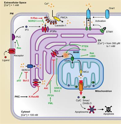 Regulation of Endoplasmic Reticulum–Mitochondria Ca2+ Transfer and Its Importance for Anti-Cancer Therapies